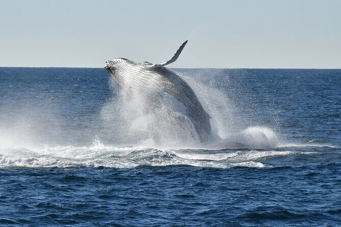 Sea Cliff Bridge Tours with Whale Watching and Wine Tasting - Discover the Beauty of Australia’s South Coast with the Sea Cliff Bridge Tours