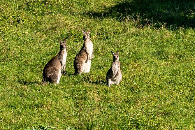 Sea Cliff Bridge Tours with Whale Watching and Wine Tasting - Who Should Consider This Tour?