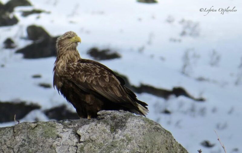Sea Eagle/Nature Safari - Review of the Sea Eagle/Nature Safari in Nordland County, Norway