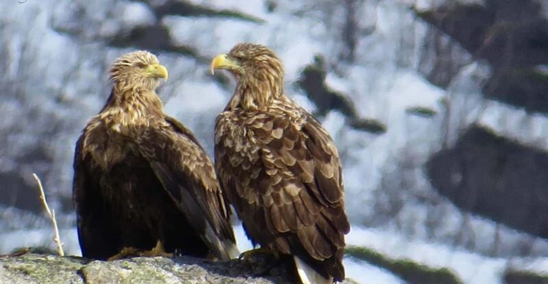 Sea Eagle/Nature Safari - Good To Know