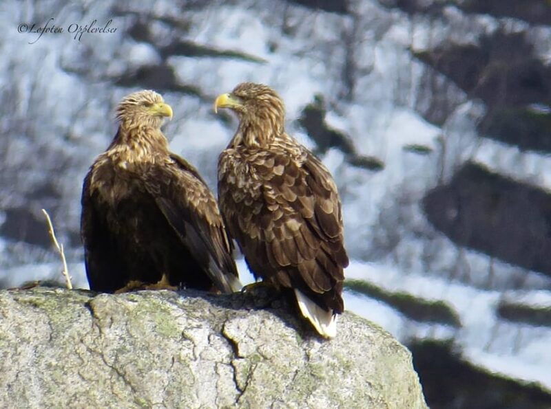 Sea Eagle/Nature Safari - Additional Information
