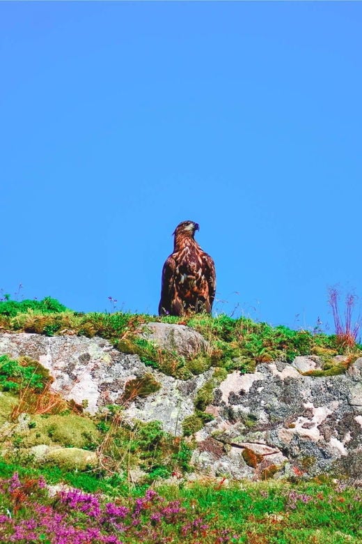 Sea Eagle Sunset Cruise - Good To Know