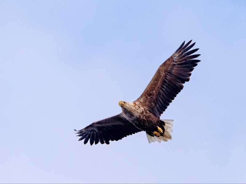 Sea Eagle Sunset Cruise - Who Will Love This Tour?