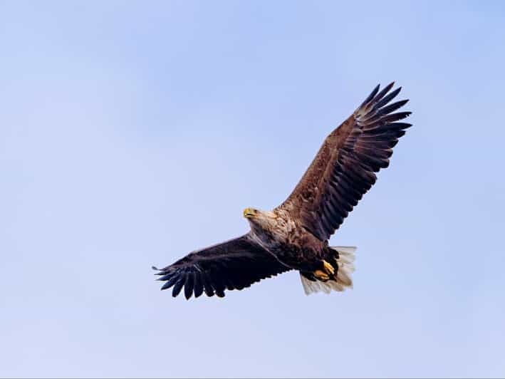 Sea Eagle Sunset Cruise - The Sum Up