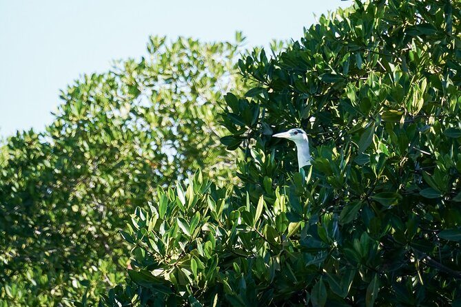 Sea Kayak Tour Mangrove Safari - A Step-by-Step Breakdown of the Tour Experience