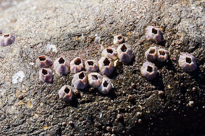 Sea Kayak Tour Mangrove Safari - Authentic Experiences from Past Travelers
