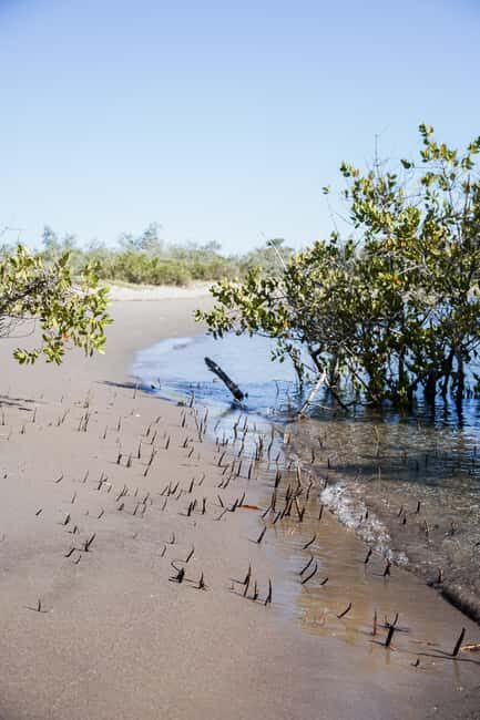 Sea Kayak Tour - Mangrove Safari - Discovering Baja on a Sea Kayak: A Complete Review