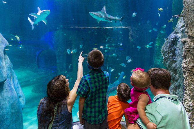 SEA LIFE Aquarium Arizona Admission Ticket - Pricing and Ticket Details