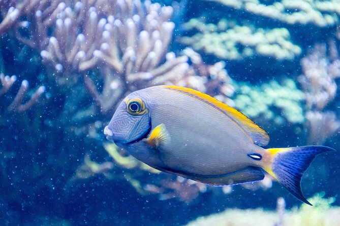 SEA LIFE Aquarium Grapevine Admission Ticket - SEA LIFE Aquarium Grapevine Location and Opening Hours