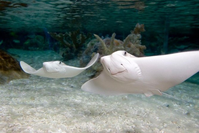 SEA LIFE Aquarium Grapevine Admission Ticket - Ticket Price and Attractions at SEA LIFE Aquarium Grapevine