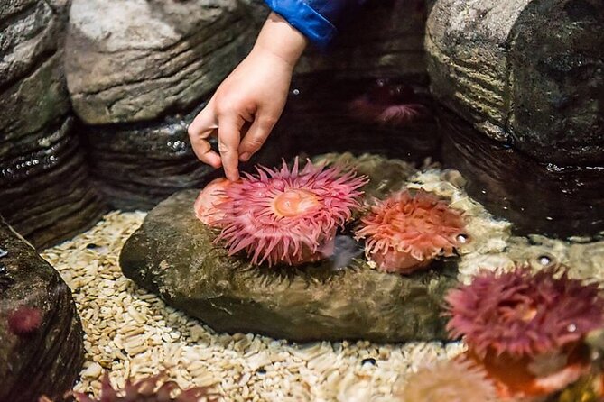 SEA LIFE Aquarium Minnesota Admission Ticket at Mall of America - Overview and Features