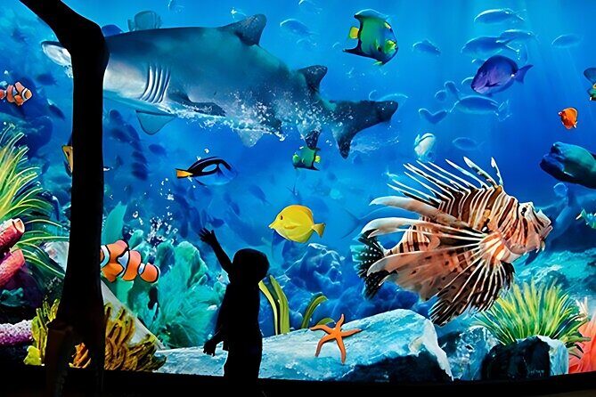 Sea life Bangkok Ocean World Ticket - Analyzing the Value and Experience