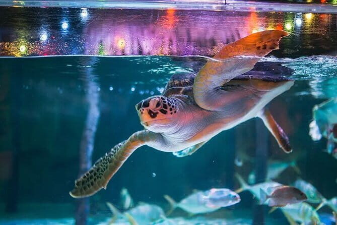 SEA LIFE Bangkok Ocean World Tickets - An In-Depth Look at SEA LIFE Bangkok Ocean World