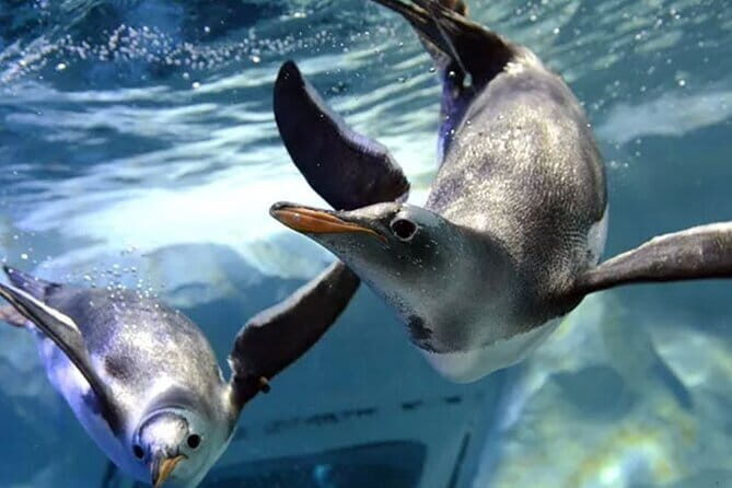 SEA LIFE Bangkok Ocean World Tickets - The Sum Up: Is SEA LIFE Bangkok Ocean World Worth It?