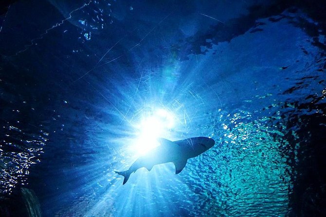 Sea Life Bangkok Ocean World Tickets - Pricing and Booking Details