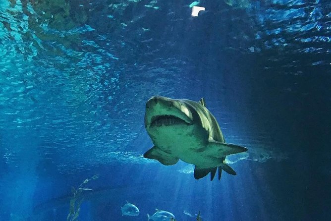 Sea Life Bangkok Ocean World Tickets - Common Questions