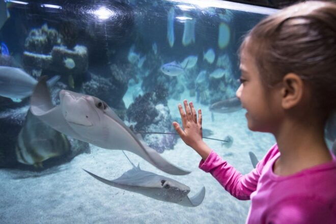 SEA LIFE Berlin Tickets - Selecting Participants and Date