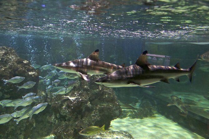 SEA LIFE Blackpool Admission Ticket - Traveler Photos