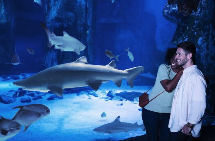 SEA LIFE Charlotte-Concord Aquarium General Admission - Ticket Information