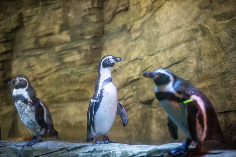 SEA LIFE COEX Seoul Aquarium Ticket - The tunnel, sharks and other large animals