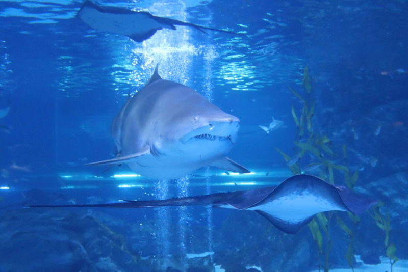 SEA LIFE COEX Seoul Aquarium Ticket - Shows, feedings and optional extras