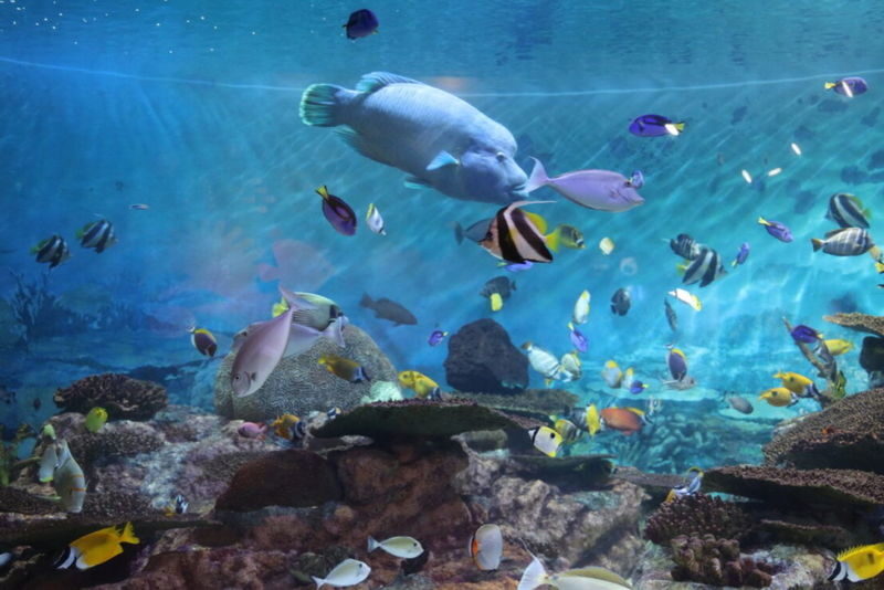 SEA LIFE COEX Seoul Aquarium Ticket - How much time to set aside