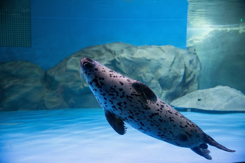 SEA LIFE COEX Seoul Aquarium Ticket - Is the ticket good value?