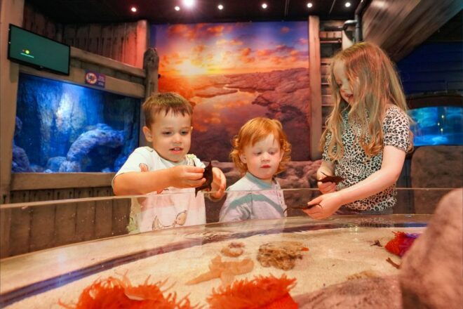 SEA LIFE Great Yarmouth - Interactive Exhibits