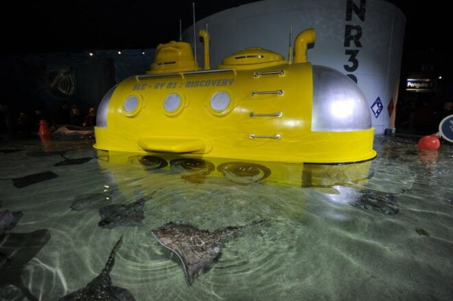 SEA LIFE Great Yarmouth - Animal Encounters