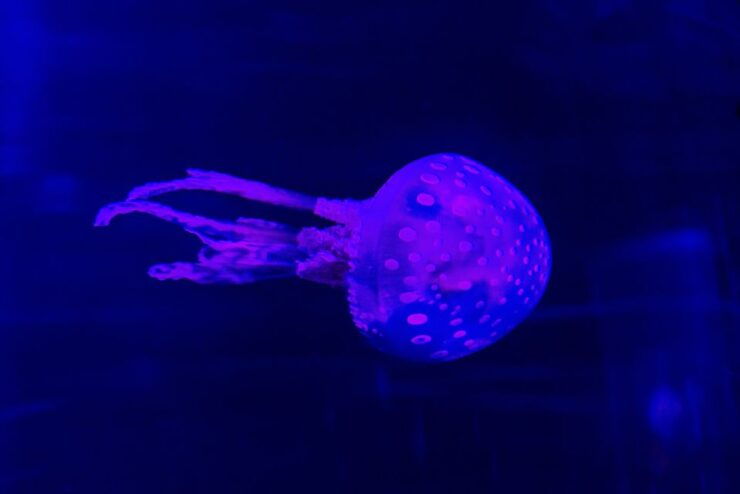 SEA LIFE Istanbul Entry Ticket - Ticket Details