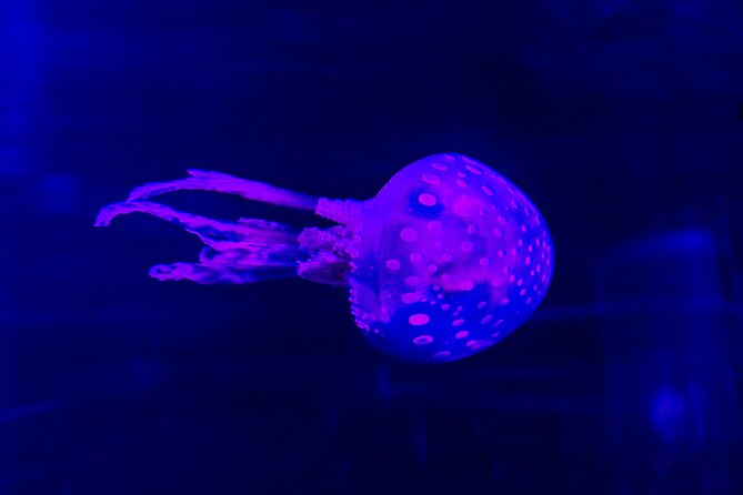 SEA LIFE Istanbul General Admission - Overview and Features of SEA LIFE Istanbul