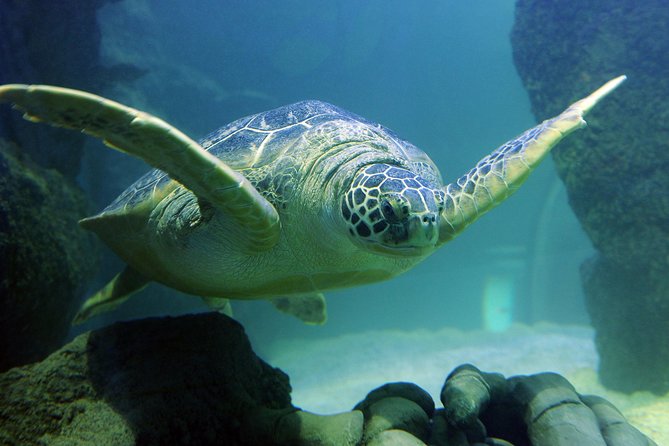 SEA LIFE Kansas City Aquarium Admission Ticket - Common Questions