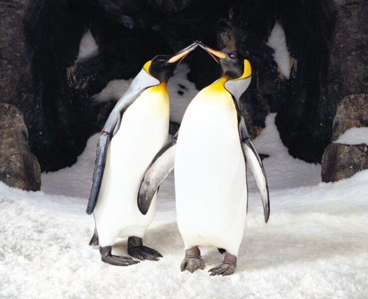 Sea Life Kelly Tarlton's Aquarium General Admission - Experience
