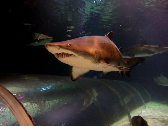 Sea Life Kelly Tarlton's Aquarium General Admission - Recommended Activities
