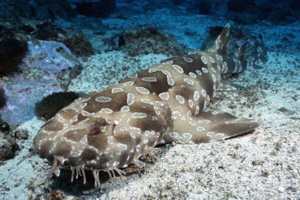 Sea Life Kelly Tarlton's Aquarium General Admission - Common Questions