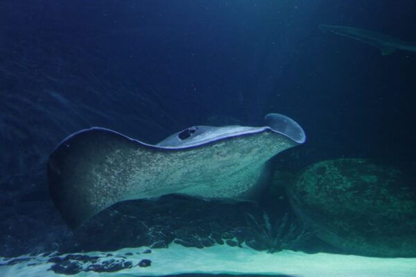 Sea Life Kelly Tarlton's Aquarium General Admission - The Sum Up