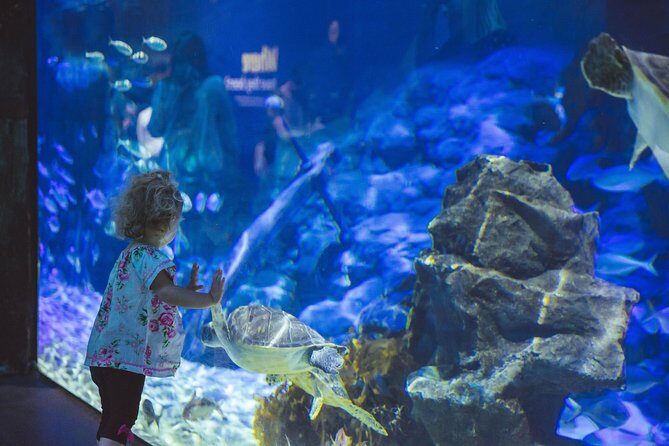 SEA LIFE Kelly Tarlton's General Admission - The Itinerary Breakdown: What You’ll Experience