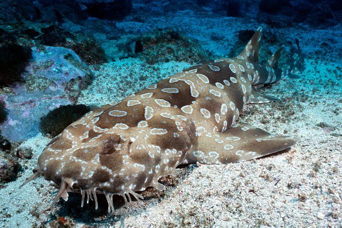 SEA LIFE Kelly Tarlton's General Admission - What the Reviews Say: Authentic Visitor Insights