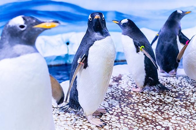 SEA LIFE London Aquarium Admission Ticket - Visitor Reviews and Feedback