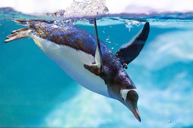 SEA LIFE Manchester Admission Ticket - Select Date and Travelers