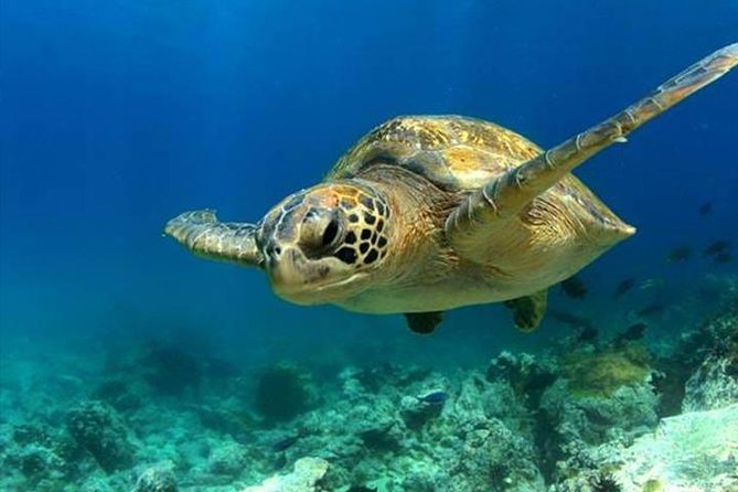 SEA LIFE Manchester Admission Ticket - Overview