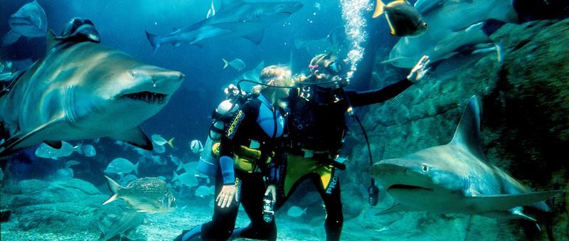 SEA LIFE Melbourne Aquarium Shark Dive Xtreme Experience - Key points to know before you book