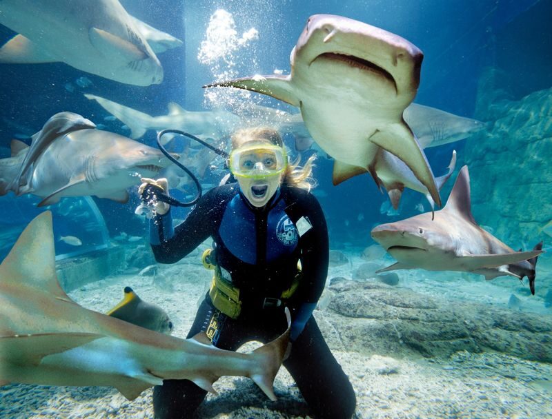 SEA LIFE Melbourne Aquarium Shark Dive Xtreme Experience - Meeting sharks inside SEA LIFE Melbourne