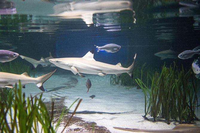 SEA LIFE Oberhausen Admission Ticket - Booking and Ticket Information