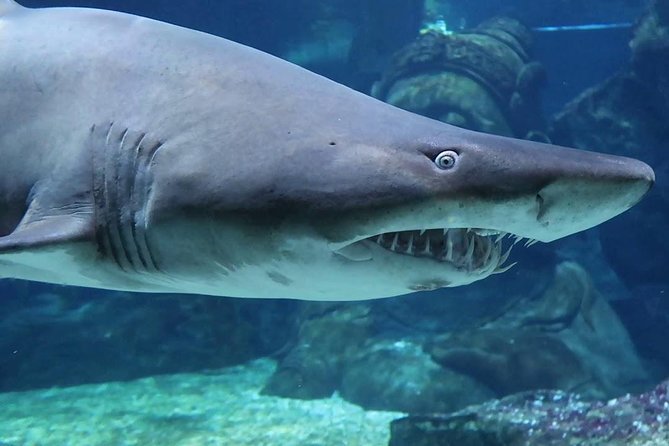 SEA LIFE Ocean World at Bangkok Admission Ticket - Pricing and Booking Information