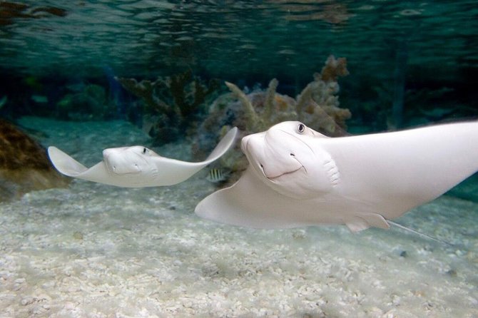 SEA LIFE Orlando Aquarium - Customer Service and Experience