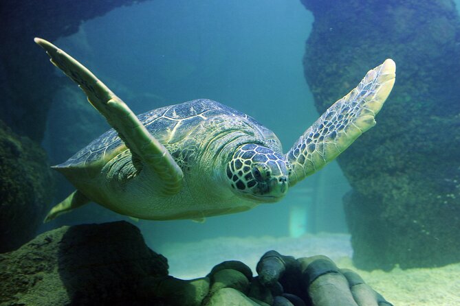 SEA LIFE Orlando Aquarium - The Sum Up