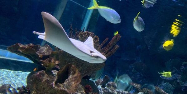 SEA LIFE Paris: Admission Ticket - Common Questions