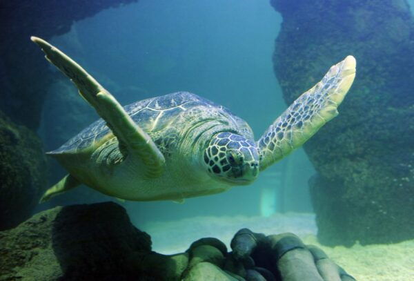 SEA LIFE Paris: Admission Ticket - The Sum Up