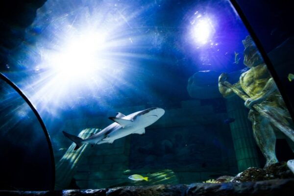 SEA LIFE Porto Full-Day Entrance Ticket - Additional Information